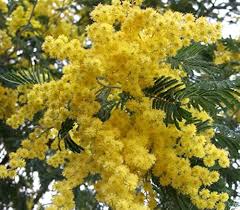 Dealbata Mimosa Flower Seeds for Planting – Perfect for Borders, Heirloom & Non-GMO Seeds