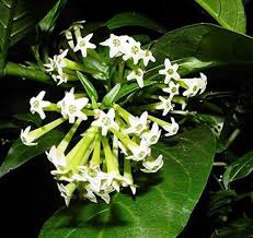 Cestrum Flower Seeds for Planting – Garden Favorite, Heirloom, Non-GMO, High Germination, Organic Garden Seeds