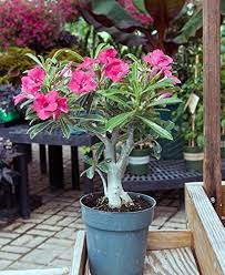 Adenium Flower Seeds for Planting – Easy to Grow, Heirloom, Non-GMO, High Germination Garden Seeds