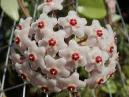Hoya Carnosa Flower Seeds for Planting – Heirloom, Non-GMO, Seasonal Bloomer Organic Garden Seeds