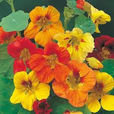 Mix Nasturtium Flower Seeds for Planting – Heirloom, Non-GMO, High Germination Organic Garden Seeds