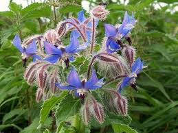 Heirloom Borago Officinalis Flower Seeds for Planting – Non-GMO, Hardy Organic Garden Seeds