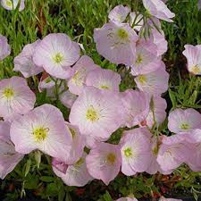 Oenothera Speciosa Flower Seeds for Planting – Bright Blooms, Heirloom, Non-GMO, High Germination Garden Seeds