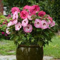 Mixed Luna Hibiscus Moscheutos Flower Seeds for Planting  - Hardy Swamp Rose Mallow for Garden & Wetlands, Easy to Grow Perennial