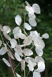 Lunaria Flower Seeds for Planting Heirloom Non-GMO High Germination Organic Garden Seeds