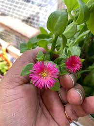 Delosperma Flower Seeds for Planting – Vibrant Colors Heirloom Non-GMO Organic Garden Seeds