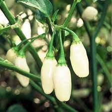 Vegetable Seeds,Garden seeds, Seeds For Planting,Plant Seeds