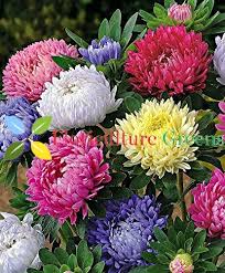 Aster Flower Seeds for Planting – Heirloom, Non-GMO, High Germination Organic Garden Seeds