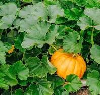 Vegetable Seeds,Garden seeds, Seeds For Planting,Plant Seeds