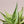 Aloe Vera White Green for Planting – Heirloom, Pollinator Friendly & Non-GMO Garden Seeds
