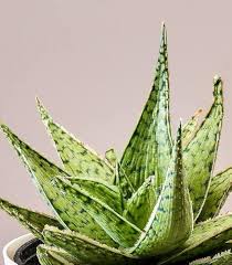 Aloe Vera White Green for Planting – Heirloom, Pollinator Friendly & Non-GMO Garden Seeds