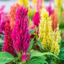 Mixed Celosia Argentea Flower Seeds for Planting | Heirloom Non-GMO High Germination Organic Garden Seeds