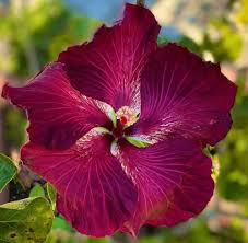 Marron Hibiscus Flower Seeds for Planting - Heirloom, Non-GMO, High Germination Organic Garden Seeds
