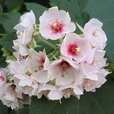 Dombeya Burgessiae Flower Seeds for Planting – Heirloom Non-GMO Organic Garden Seeds, High Germination