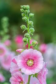 Light Pink Hollyhock Flower Seeds for Planting | Heirloom Non-GMO High Germination