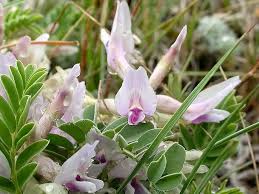 Astragalus Crassicarpus Flower Seeds for Planting – Bright Blooms Heirloom Non-GMO High Germination Organic Garden Seeds