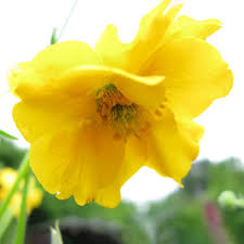 Lady Stratheden Flower Seeds for Planting – Premium Quality Heirloom Non-GMO High Germination Organic Garden Seeds