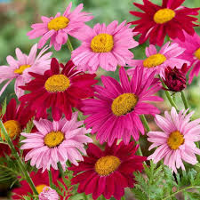 Pyrethrum Flower Seeds for Planting – Heirloom, Non-GMO, Cottage Garden Essential High Germination Seeds
