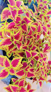 Pink Yellow Dragon Coleus Seeds for Planting – Heirloom, Non-GMO Long Bloom Season, High Germination Seeds
