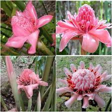 Pink Torch Ginger Flower Seeds for Planting – Heirloom, Non-GMO, High Germination Organic Garden Seeds