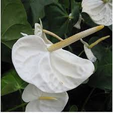 White Anthurium Andraeanu Flower Seeds for Planting – Heirloom Non-GMO High Germination Organic Garden Seeds