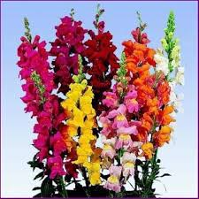 Antirrhinum Flower Seeds for Planting – Bright Blooms Heirloom Non-GMO High Germination Organic Garden Seeds