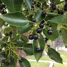 Fruit Seeds,Garden seeds, Seeds For Planting,Plant Seeds