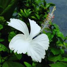 White Hibiscus Flower Seeds for Planting – Heirloom, Non-GMO, High Germination Organic Garden Seeds