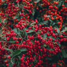 Red Firethorn Seeds – Heirloom, Non-GMO, Colorful Display