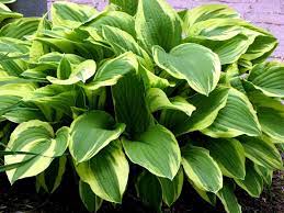 Flower Seeds, Seeds,Seeds For Planting,Plant Seeds