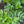Herb Seeds,Garden seeds, Seeds For Planting,Plant Seeds