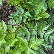 Herb Seeds,Garden seeds, Seeds For Planting,Plant Seeds