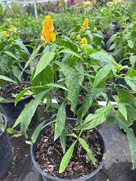 Yellow Pachystachys Lutea Flower Seeds for Planting | Heirloom Non-GMO High Germination Organic Garden Seeds