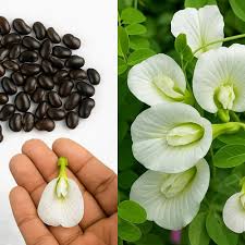 Pinellia Flower Seeds for Planting – Pollinator Friendly Heirloom Non-GMO Organic Garden Seeds