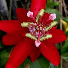 Passione Flower Seeds for Planting – Shade Tolerant, Heirloom, Non-GMO, High Germination Garden Seeds