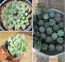 Heirloom Echeveria Flower Seeds for Planting – Non-GMO, Compact Growth Organic Garden Seeds