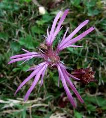 Heirloom Lychnis Flos-Cuculi Flower Seeds for Planting – Non-GMO, Garden Favorite, High Germination