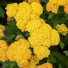 Yellow Achillea Flower Seeds for Planting | Heirloom Non-GMO High Germination Organic Garden Seeds