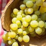 Fresh Yellow Grape Fruit Seeds for Planting - Heirloom & Non-GMO Garden Seeds