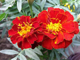 Maroon Red Marigold Flower Seeds for Planting – Non-GMO, High Germination Heirloom Organic Garden Seeds