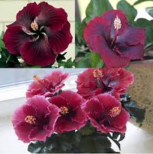 Maroon Hibiscus Flower Seeds for Planting – Heirloom, Non-GMO, Wildflower Mix Organic Garden Seeds
