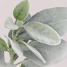Gray Lambs Ear Flower Seeds for Planting – Heirloom, Non-GMO, High Germination Organic Garden Seeds