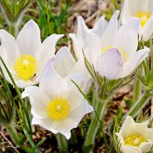 White Anemone Pulsatilla Flower Seeds – Heirloom, Non-GMO, High Germination Seeds for Planting