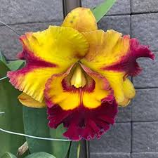 Yellow Red Cattleya Flower Seeds for Planting | Heirloom Non-GMO High Germination Organic Garden Seeds