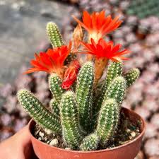 Echinopsis Chamaecereus Flower Seeds for Planting – Fragrant Blossoms, Heirloom, Non-GMO, Organic Garden Seeds