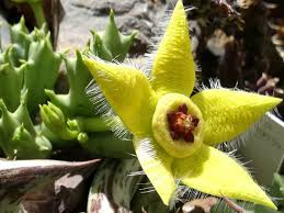 Orbea Lutea Succulent Flower Seeds – Heirloom, Non-GMO, Low Maintenance Organic Garden Seeds for Planting