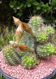 Echinopsis Flower Seeds for Planting – Premium Quality, Heirloom & Non-GMO Seeds