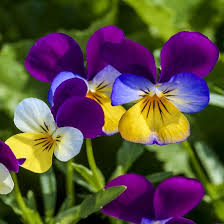 Jump Up Flower Seeds for Planting – Heirloom, Non-GMO, High Germination Organic Garden Seeds