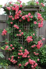 Climbing Rose Flower Seeds for Planting – Heirloom, Non-GMO, High Germination Organic Garden Seeds