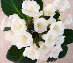 White Gloxinia Seeds – Heirloom, Non-GMO, Cottage Garden Essential